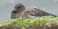 Australia: Dead Skua Ends Last Continent's Bird Flu Shield