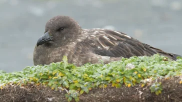 Australia: Dead Skua Ends Last Continent's Bird Flu Shield