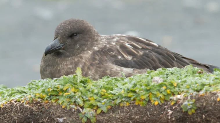 Australia: Dead Skua Ends Last Continent's Bird Flu Shield