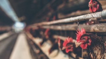 20 livestock firms emit more greenhouse gas than Britain, France or Germany