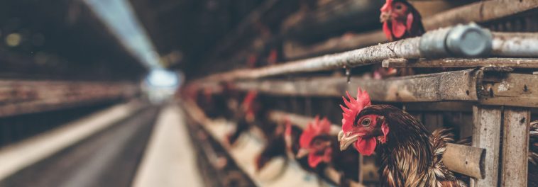 20 livestock firms emit more greenhouse gas than Britain, France or Germany