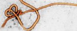 New Ebola Outbreak Suggests The Virus Might Lurk For Years Inside People New Ebola Outbreak Suggests The Virus Might Lurk For Years Inside People