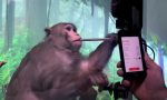 Elon Musk’s Neuralink Brain Chip Monkey Experiment Leaves Questions (Video - 3.30 min) Elon Musk’s Neuralink Brain Chip Monkey Experiment Leaves Questions
