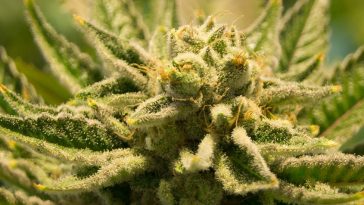 We need to talk about the environmental impact of marijuana