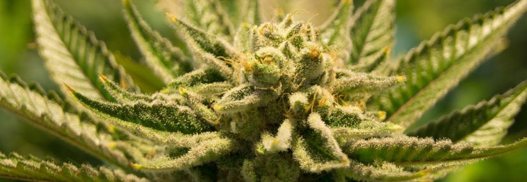 We need to talk about the environmental impact of marijuana