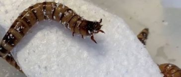 Scientists Found Superworms That Love Eating Styrofoam, And It Could Be a Good Thing