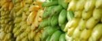 Banana Genomes Hint at Hidden Species We Urgently Need to Find : ScienceAlert Banana Genomes Hint at Hidden Species We Urgently Need to Find : ScienceAlert