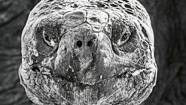 Wildlife photography book takes you on BIG armchair safari