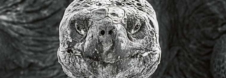 Wildlife photography book takes you on BIG armchair safari