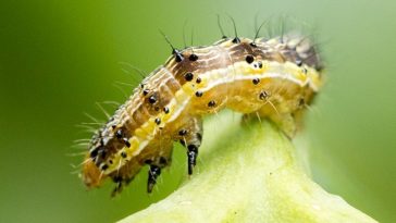 How a Zombifying Virus Can Manipulate Caterpillars Into Killing Themselves
