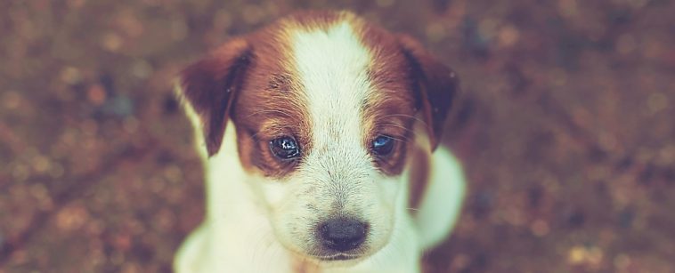 Dogs Shed Tears of Joy When Reunited With Their Owners, Scientists Say : ScienceAlert