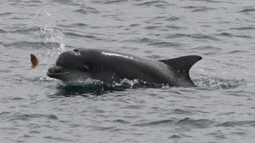 Dolphins in New York Harbor Suggests Environmental Policies are Working