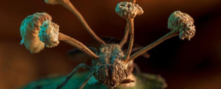 The Freaky Finale of Parasitic Mind Control Captured In Prize-Winning Photo : ScienceAlert
