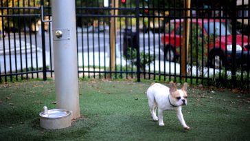 New Yorkers on the Upper East Side Are Fighting Over the Exclusivity of French Bulldog Meetups