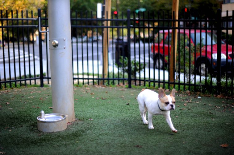 New Yorkers on the Upper East Side Are Fighting Over the Exclusivity of French Bulldog Meetups