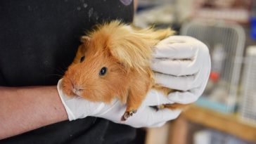 Selling Guinea Pigs May Soon Be Illegal in New York City as Shelters Are Overwhelmed With Abandoned Rodents