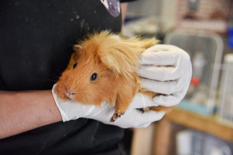 Selling Guinea Pigs May Soon Be Illegal in New York City as Shelters Are Overwhelmed With Abandoned Rodents