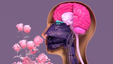 Anosmia: When You Lose Your Sense of Smell