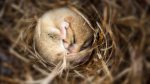 Hibernation: Major Synapse Loss in Mouse Brains Hibernation: Major Synapse Loss in Mouse Brains