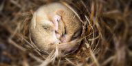 Hibernation: Major Synapse Loss in Mouse Brains