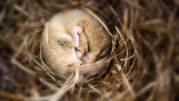 Hibernation: Major Synapse Loss in Mouse Brains