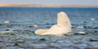 Beluga Whales Pass Mirror Test: A Sign of Self-Awareness (50 characters)