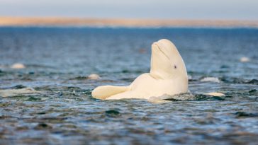 Beluga Whales Pass Mirror Test: A Sign of Self-Awareness (50 characters)