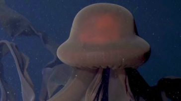 Scientists Catch a Mesmerizing Glimpse of a Super-Rare Giant Phantom Jelly