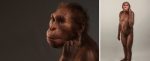 This Ancient Human Relative 'Walked Like a Human, But Climbed Like an Ape'