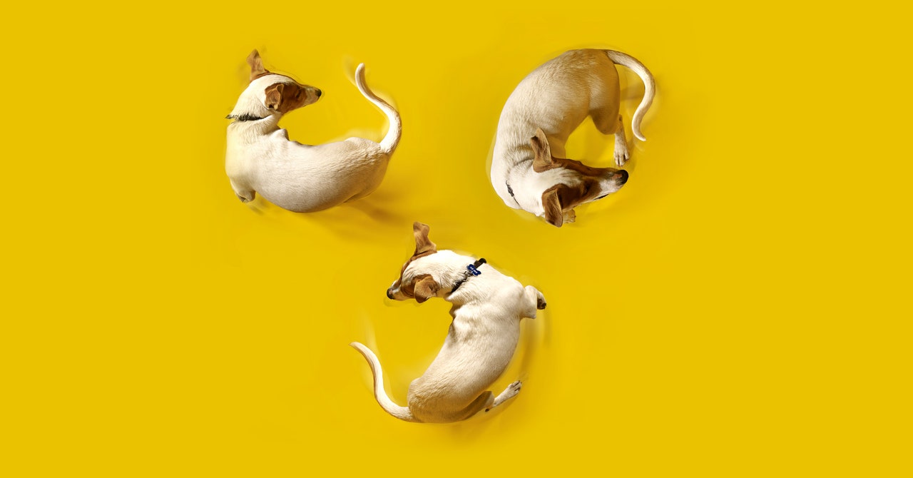 Keep an Eye on Fido With These Pet Cameras