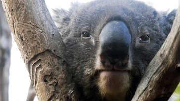 Australia Just Listed The Iconic Koala as 'Endangered' in Several States