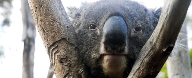 Australia Just Listed The Iconic Koala as 'Endangered' in Several States