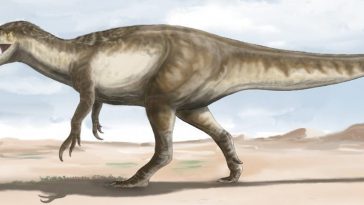 Giant 'Death Shadow' Dinosaur Found in Argentina Is Largest Megaraptor on Record