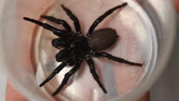 Australian Zoo Adopts a 'Megaspider' So Big Its Fangs Can Pierce Human Fingernails