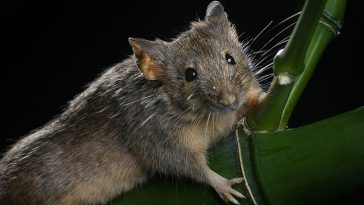 Scientists Just Genetically Edited A Million Years of Evolution Into Mouse DNA : ScienceAlert