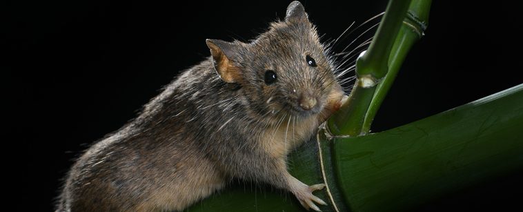 Scientists Just Genetically Edited A Million Years of Evolution Into Mouse DNA : ScienceAlert