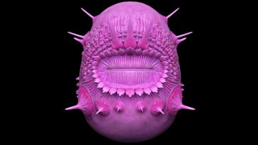 Weird Creature With No Butt May Not Be Our Ancient Ancestor After All : ScienceAlert