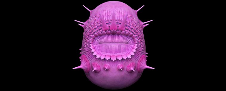 Weird Creature With No Butt May Not Be Our Ancient Ancestor After All : ScienceAlert