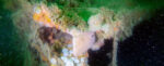 Abandoned WWII Shipwreck Has Altered The Ocean's Microbiology For 80 Years : ScienceAlert Abandoned WWII Shipwreck Has Altered The Ocean's Microbiology For 80 Years : ScienceAlert