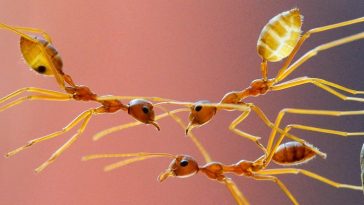 Ants Can Literally Build Bridges Without Training, And You Can Watch Them in Action
