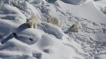 A Secret Polar Bear Population Has Been Found in an 'Impossible' Location