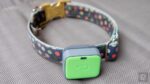 Whistle pet trackers are shutting down next month