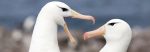 Climate change may be driving albatross divorces