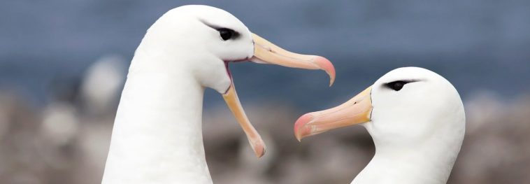 Climate change may be driving albatross divorces
