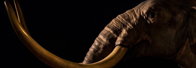 Mammoth bones reignite debate on Native American origins