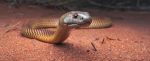 An Explosion in Snake Diversity Came After a Major Moment in Earth's History
