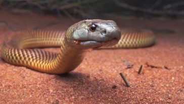 An Explosion in Snake Diversity Came After a Major Moment in Earth's History