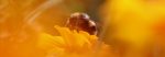 Solar parks could help bees make a comeback