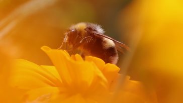 Solar parks could help bees make a comeback