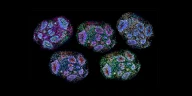 Mini Brains Grown 5 Years: Human-Like Maturity